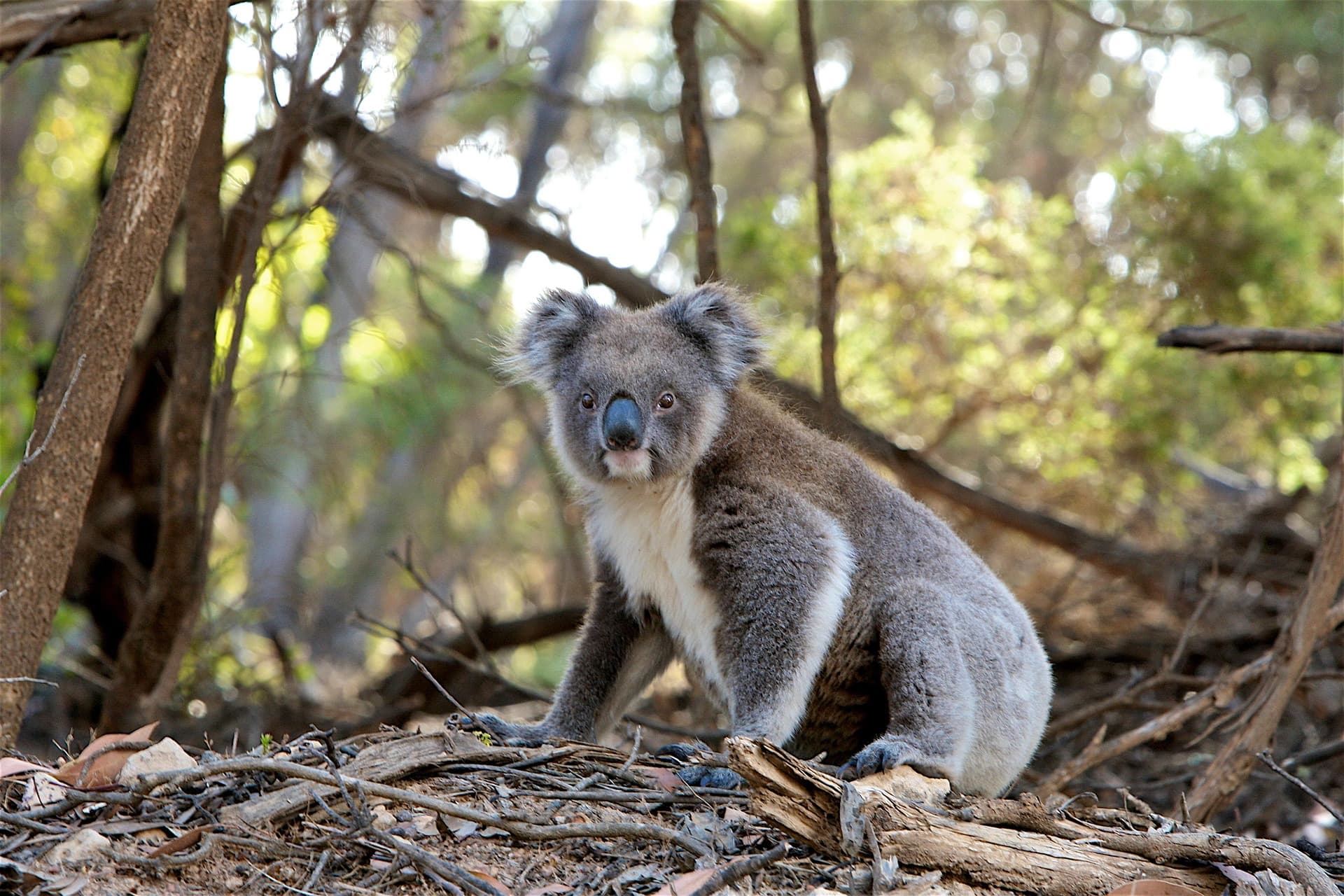 Un koala en el bosque.
